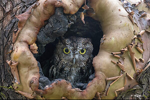 Western Screech Owl01-21s.jpg