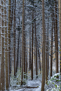 MortonArb_Pines in snow_1 (1 of 1).jpg