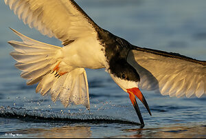 Black Skimmer s.jpg