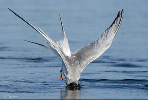 Forster's tern dive-35s.jpg