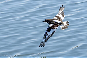 Black Turnstone 01-4.jpg