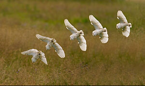 Barn Owl montage 16-07-2020.jpg