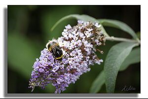 Bee on Buddleia.jpg