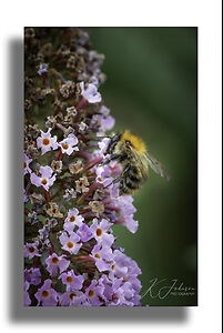 Bee on Budleia.jpg