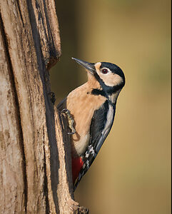 Female Great Spotted Woodpecker.jpg