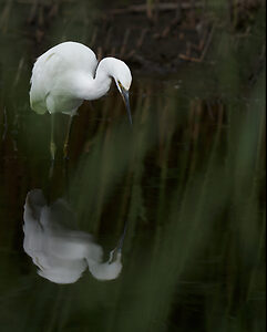 Little Egret Fishing.jpg