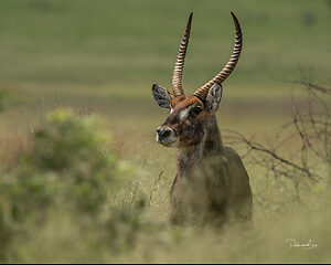 waterbuck-1132.jpg