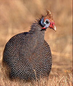 guinea fowl-2.jpg