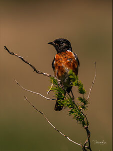african stone chat-0517.jpg
