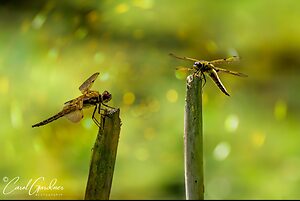 fourspottedchaser-pair.jpg