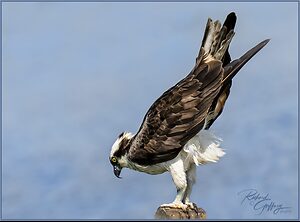 20200824_0074 olympic osprey M Aug 24.jpg