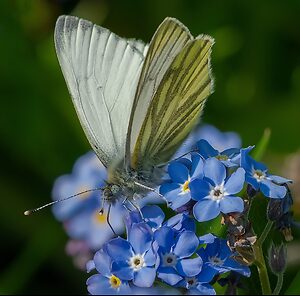 Green-Veined White.jpg