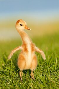 Sandhill-Crane-small-chick-aggressive-posture-_7R40789-Indian-Lake-Estates----FL-1.jpg