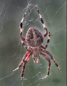Orb Spider B.jpg