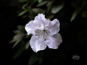 White Azalea 3FB.jpg