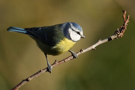 DSC00851-3000px-bluetit.jpg