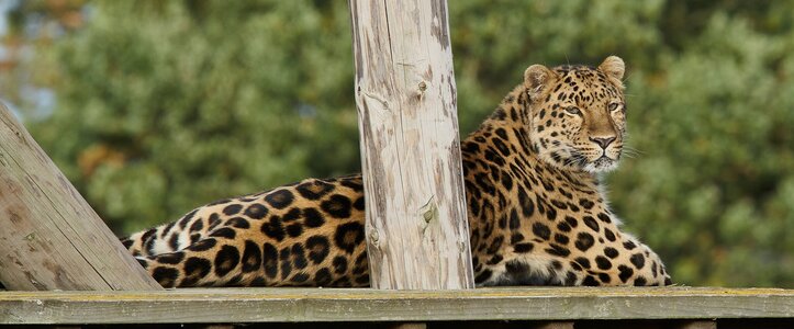 leopard 1.jpg