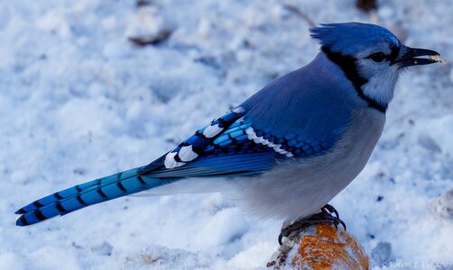 Bluejay-Crop.jpg