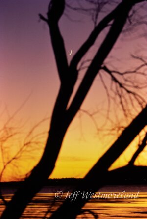 Lake_tree_moon.jpg