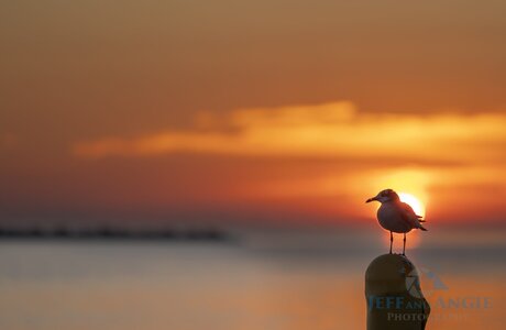 Angiebirmingham_Gull sunrise-20.jpg