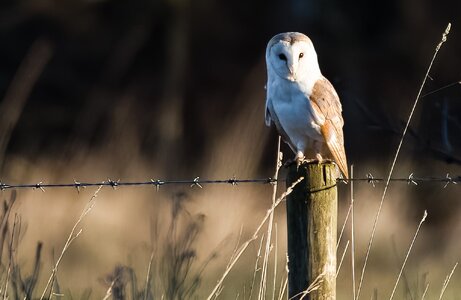 Barn Owl WatchTree.jpg
