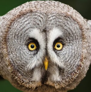 Great Grey Owl_.jpg