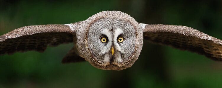 Great Grey Owl_-2.jpg