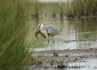 Reiger3.jpg Reiger3.jpg