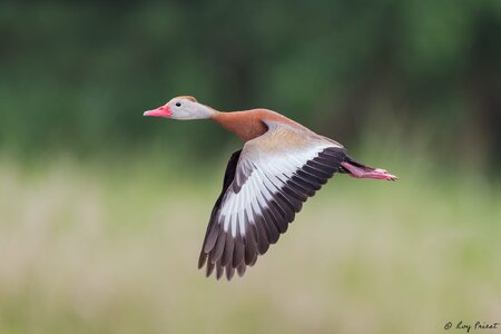 Black-Bellied-Whistling-Duck-A1_ROY1122.jpg