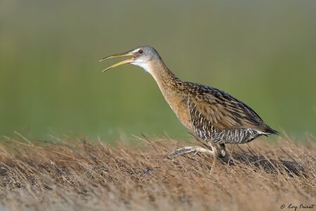 Clapper-Rail-A1_ROY-5233.jpg