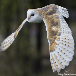 Barn Owl.jpg