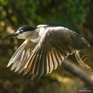 Night Heron.jpg