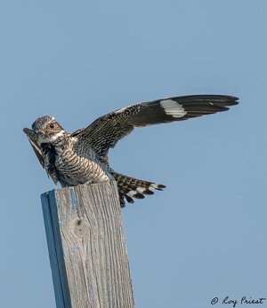 Common-Nighthawk-A1_ROY4868.jpg