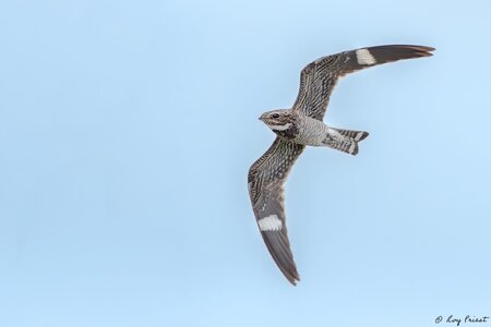 Common-Nighthawk-A1_ROY-5248-Edit.jpg