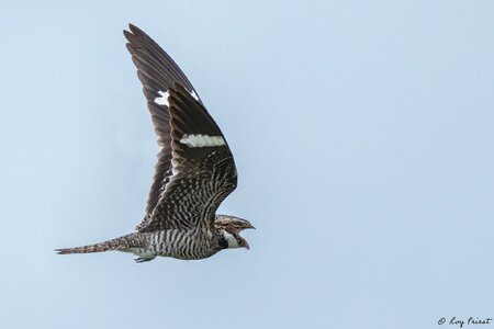 Common-Nighthawk-A1_ROY-6203-Edit.jpg