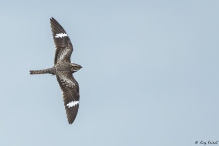 Common-Nighthawk-A1_ROY-6537-Edit.jpg