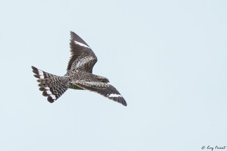 Common-Nighthawk-A1_ROY-7012-Edit.jpg