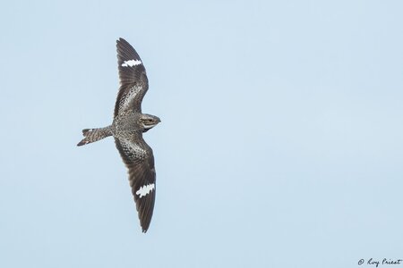 Common-Nighthawk-A1_ROY-7348-Edit.jpg