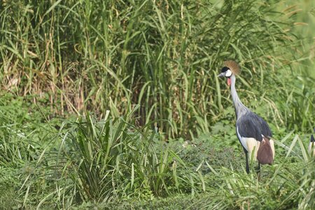 Grey Crowned CraneJul 30 2022DSC00810.jpg