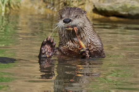 otter conservation 2016 1.jpg