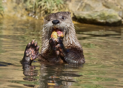 otter conservation 2016 2.jpg otter conservation 2016 2.jpg