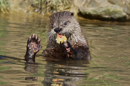 otter conservation 2016 3.jpg