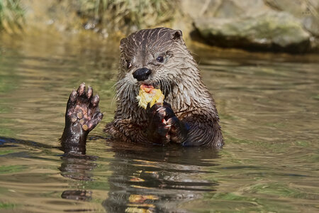 otter conservation 2016 3.jpg otter conservation 2016 3.jpg
