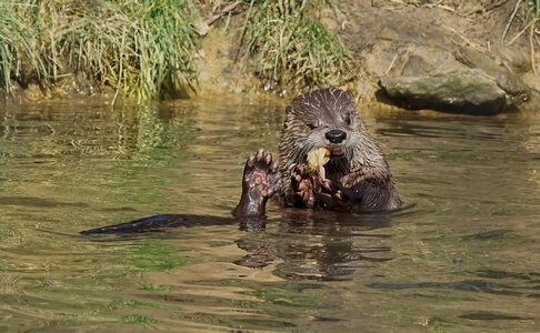 otter conservation 2016 4.jpg
