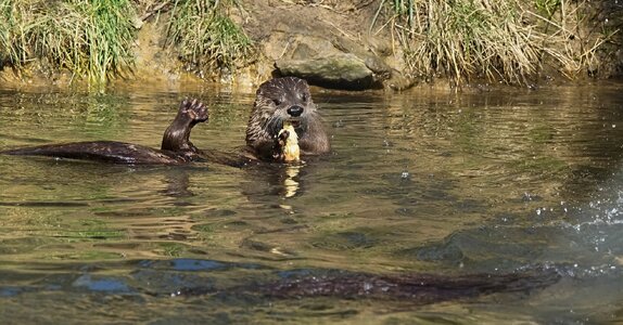 otter conservation 2016 7.jpg