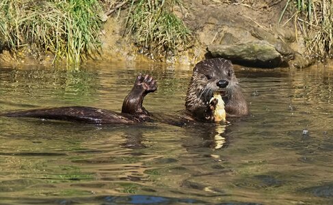 otter conservation 2016 8.jpg