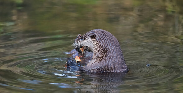 otter conservation 2016 9.jpg
