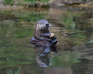 otter conservation 2016 10.jpg