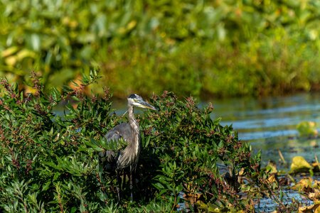 Point Pelee 2022-09-13 AM-7619-ARW_DxO_DeepPRIME.jpg