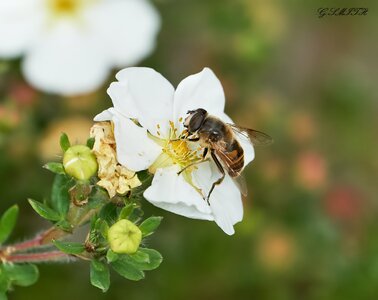 hoverfly 2022 9.jpg